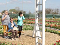 Mórahalom, Homok Virág Major, kert, természet, tulipán