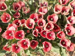 Mórahalom, Homok Virág Major, kert, természet, tulipán