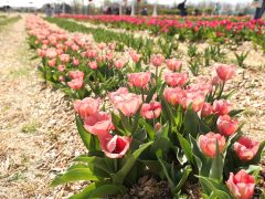 Mórahalom, Homok Virág Major, kert, természet, tulipán