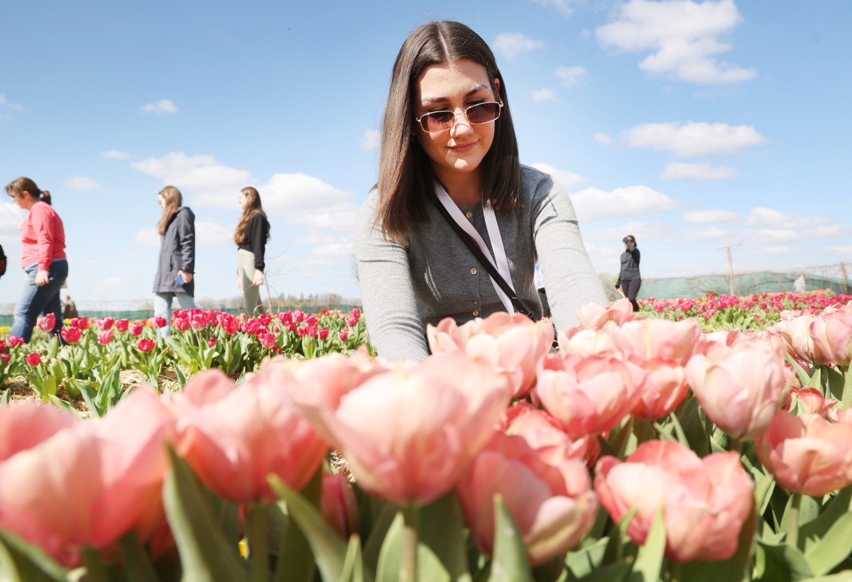 Mórahalom, Homok Virág Major, kert, természet, tulipán