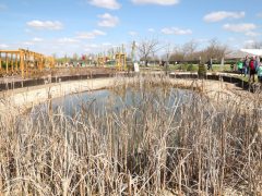 Mórahalom, Homok Virág Major, kert, természet, tulipán