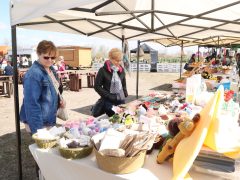 Mórahalom, Homok Virág Major, kert, természet, tulipán