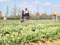 Mórahalom, Homok Virág Major, kert, természet, tulipán