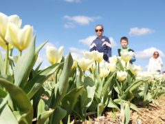 Mórahalom, Homok Virág Major, kert, természet, tulipán