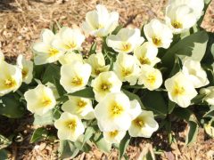 Mórahalom, Homok Virág Major, kert, természet, tulipán