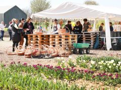 Mórahalom, Homok Virág Major, kert, természet, tulipán