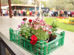 Szeged, tavasz, virágosztás, önkormányzat, Szent István tér