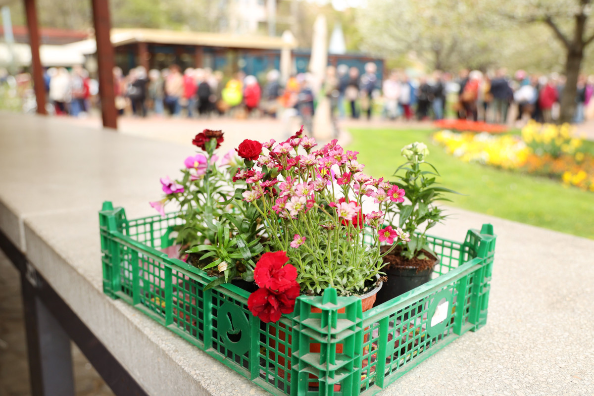 Szeged, tavasz, virágosztás, önkormányzat, Szent István tér