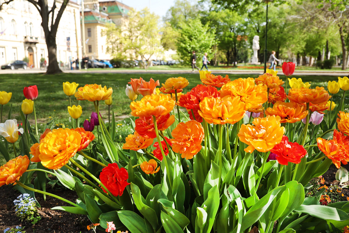 Szeged, virág, tulipán, április, tavasz, természet, virágos Szeged, Széchenyi tér