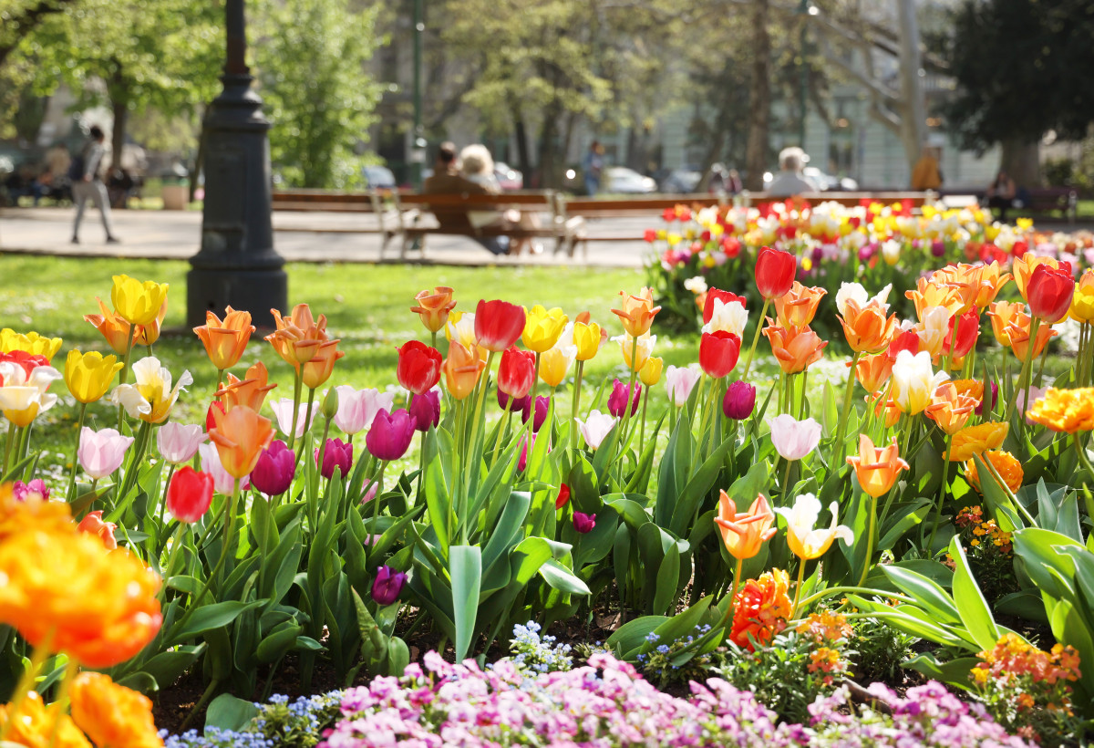 Szeged, virág, tulipán, április, tavasz, természet, virágos Szeged, Széchenyi tér