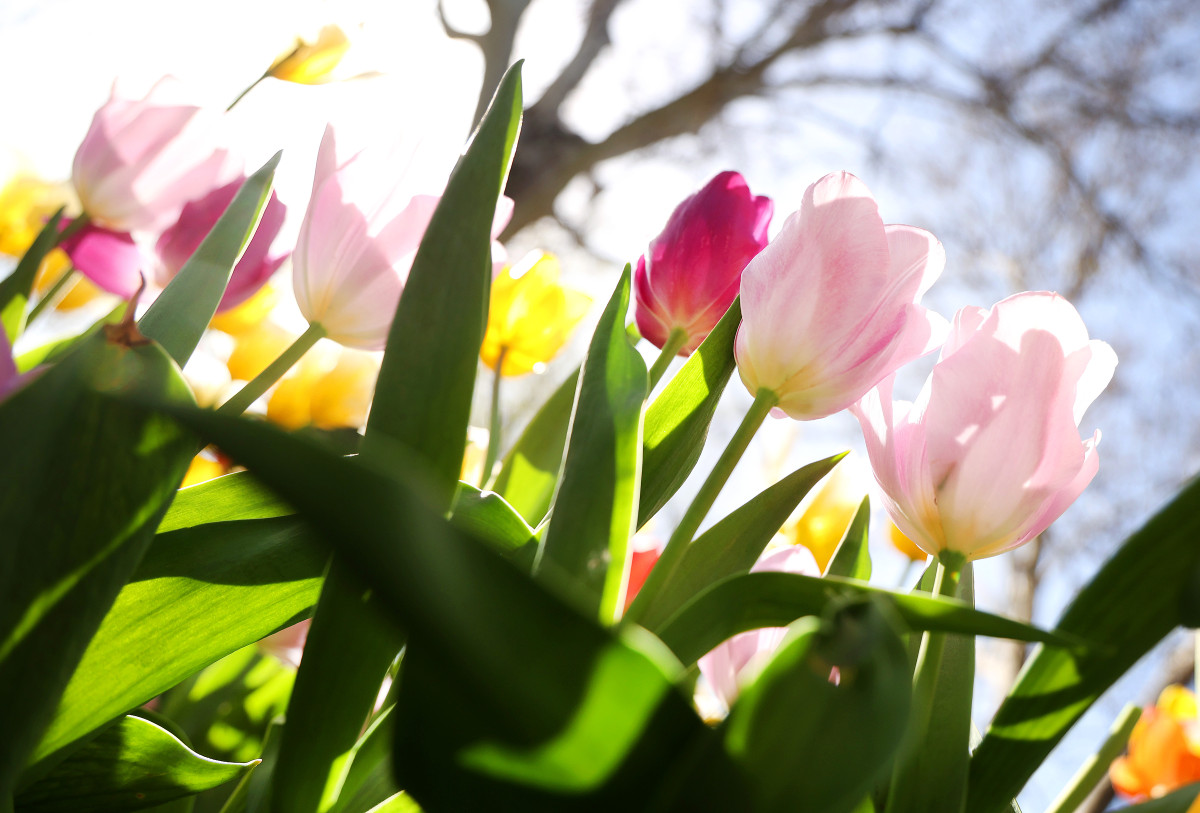 Szeged, virág, tulipán, április, tavasz, természet, virágos Szeged, Széchenyi tér