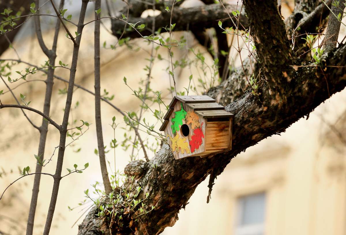 Szeged, madáretető, Stefánia