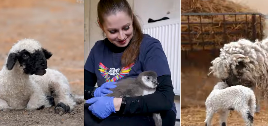 Bébibumm volt tavasszal a debreceni állatkertben