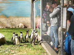 Szeged, tojásvadászat, húsvét, Vadaspark