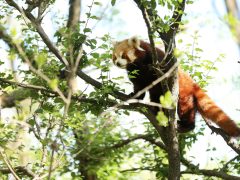 Szeged, tojásvadászat, húsvét, Vadaspark