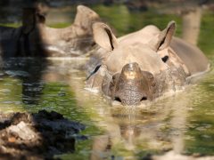 Szeged, tojásvadászat, húsvét, Vadaspark
