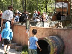 Szeged, tojásvadászat, húsvét, Vadaspark