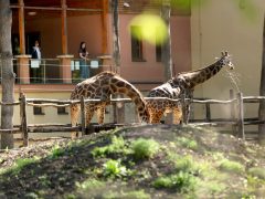 Szeged, tojásvadászat, húsvét, Vadaspark