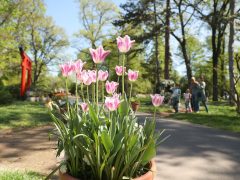 Szeged, húsvét, Füvészkert