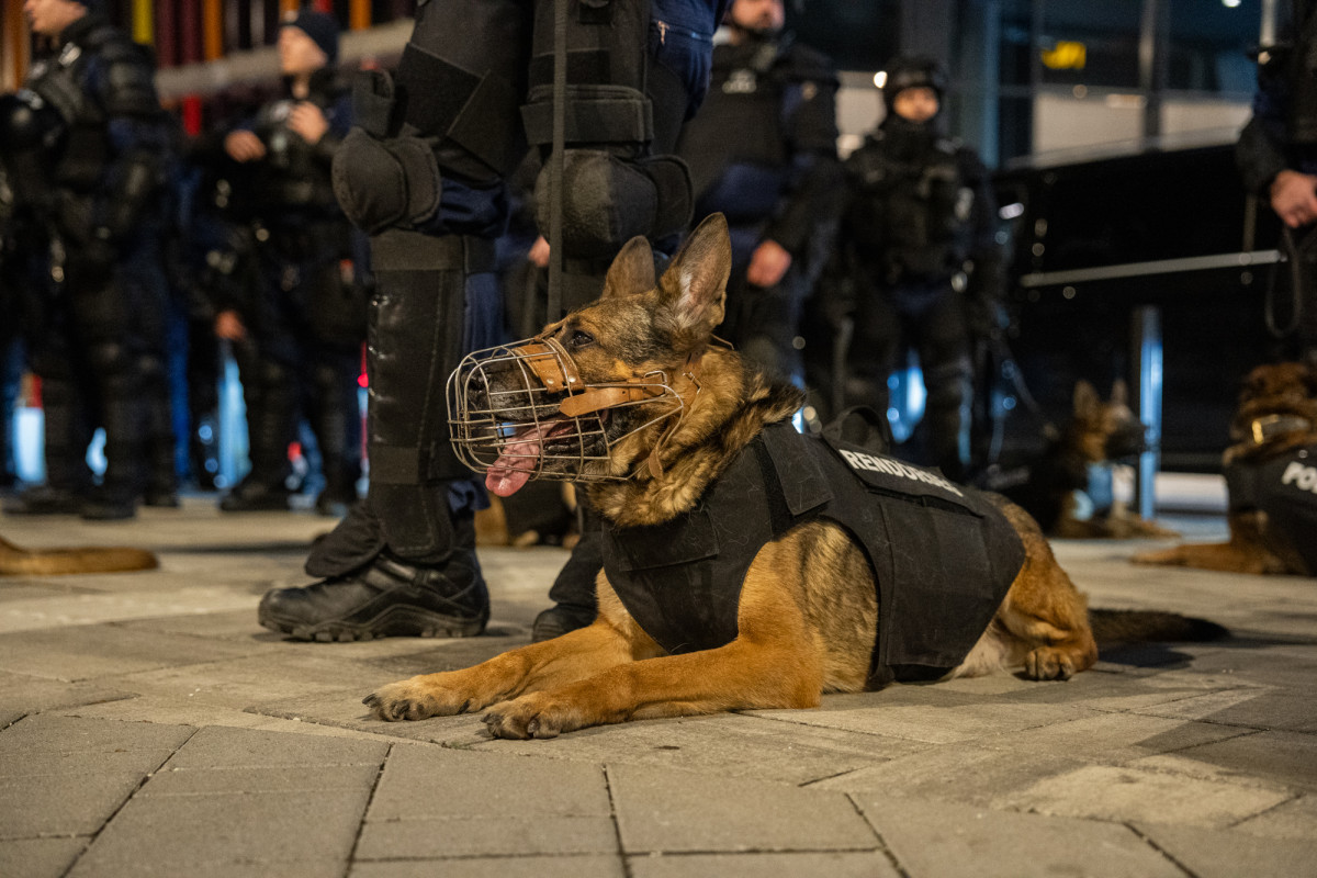 Kutya. Rendőrség. Nyomozás. Fotó: Magyar Rendőrség hivatalos Facebook-oldala