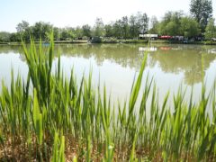 Szeged, Szeged-Sziksósfürdő Naturista Strand, nudista, naturista, strand, kemping, strand szezon