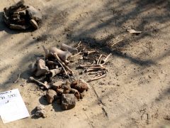 Szeged, épül, BYD, gyár, ipar, gazdaság,építkezés, autógyár, Magyar Nemzeti Múzeum, Móra Ferenc Múzeum, régészek, ásatás