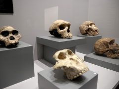 Szeged, A jégkori ember, kiállítás, megnyitó, Móra Ferenc múzeum, kultura