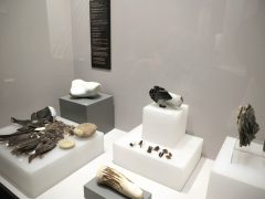 Szeged, A jégkori ember, kiállítás, megnyitó, Móra Ferenc múzeum, kultura