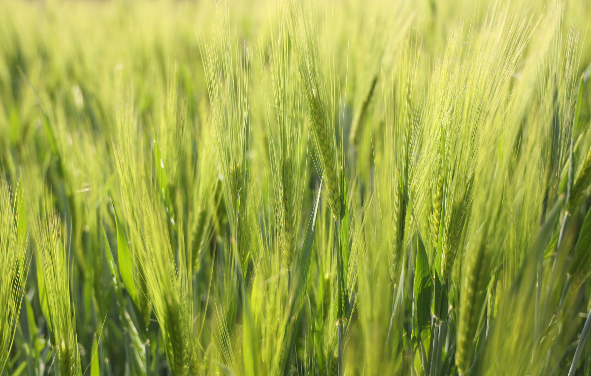 Deszk, mezőgazdaság, földművelés, föld, termőföld, búza, kalászos