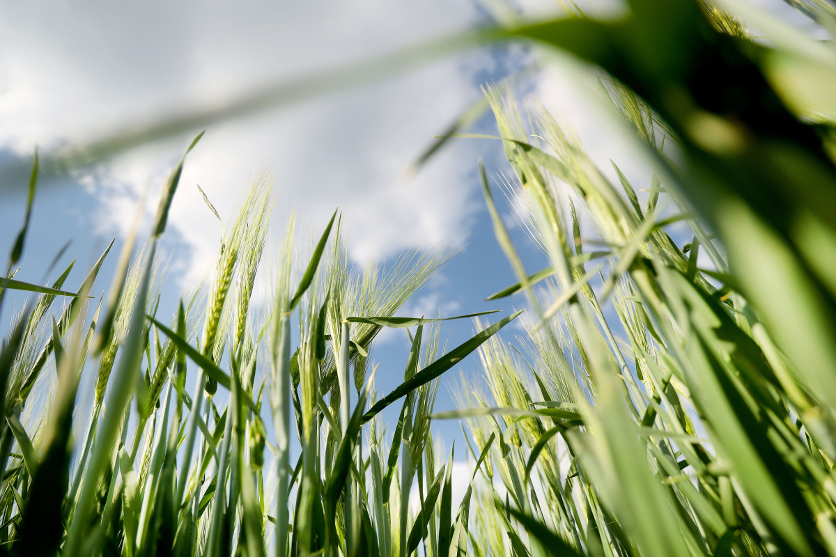 Deszk, mezőgazdaság, földművelés, föld, termőföld, búza, kalászos