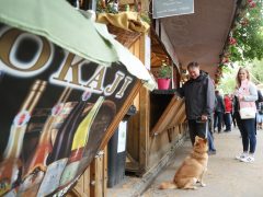 Szeged, Borfesztivál, bor, fesztivál, turizmus, Széchenyi tér