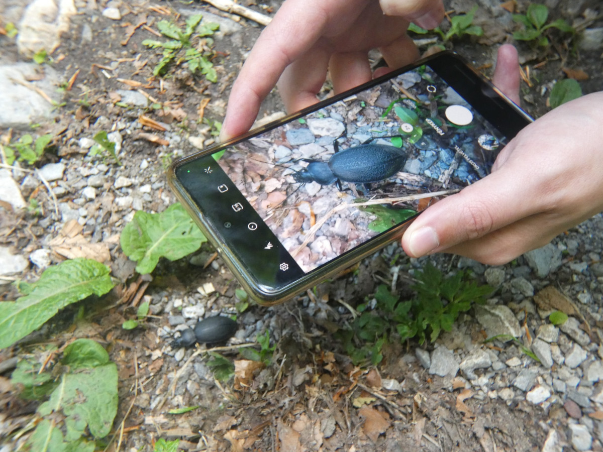 Csemete Természet- és Környezetvédelmi Egyesület