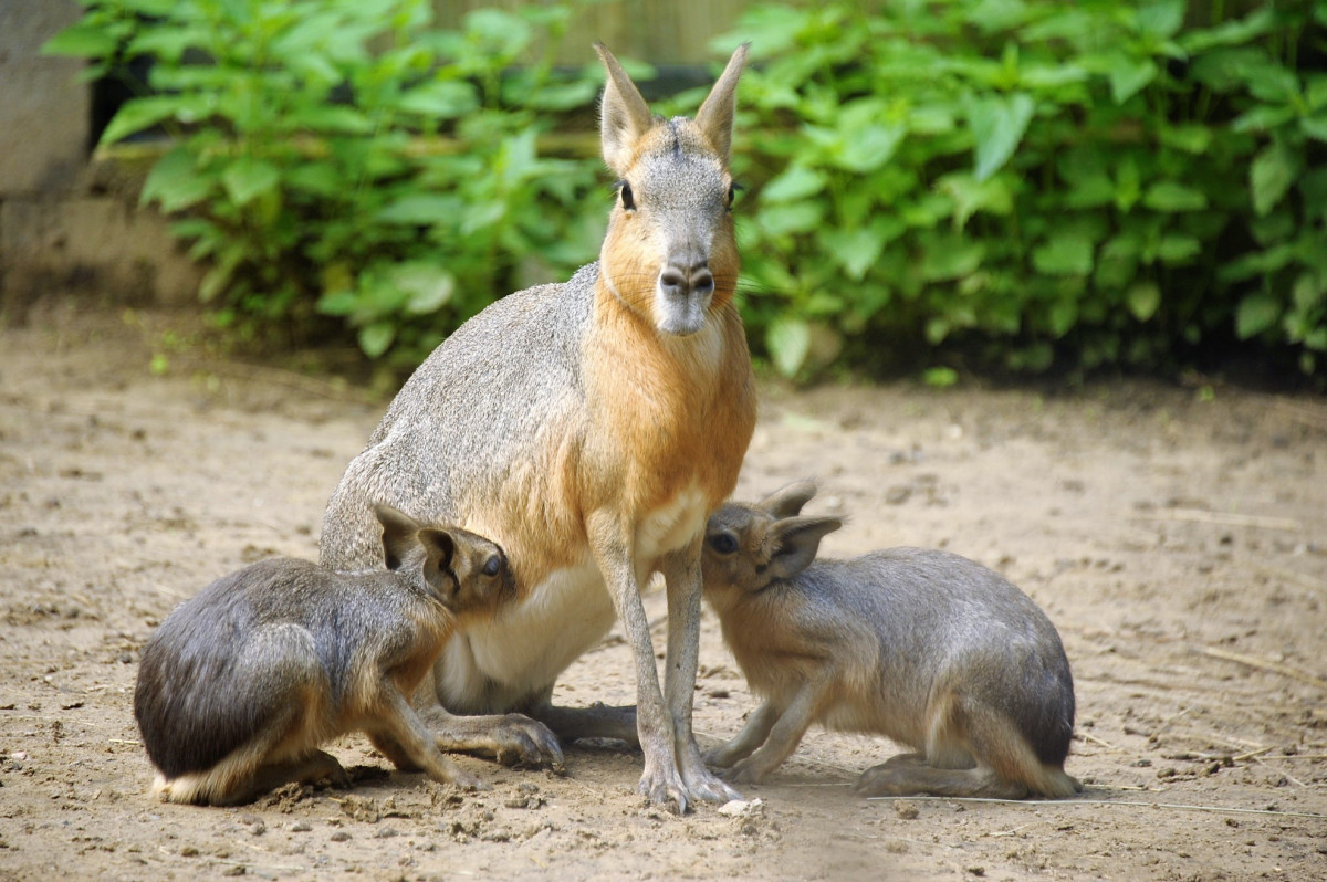 Pampanyulak születtek a Nyíregyházi Állatparkban