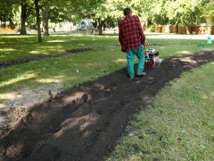 Szeged, kiültetés, egynyári, virágok, Széchenyi tér