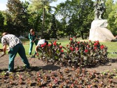 Szeged, kiültetés, egynyári, virágok, Széchenyi tér