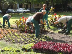 Szeged, kiültetés, egynyári, virágok, Széchenyi tér