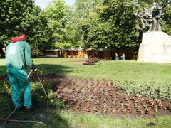 Szeged, kiültetés, egynyári, virágok, Széchenyi tér