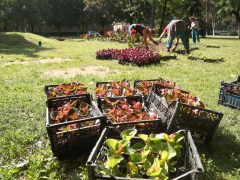 Szeged, kiültetés, egynyári, virágok, Széchenyi tér