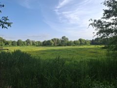 Vekeri-tó pusztulása