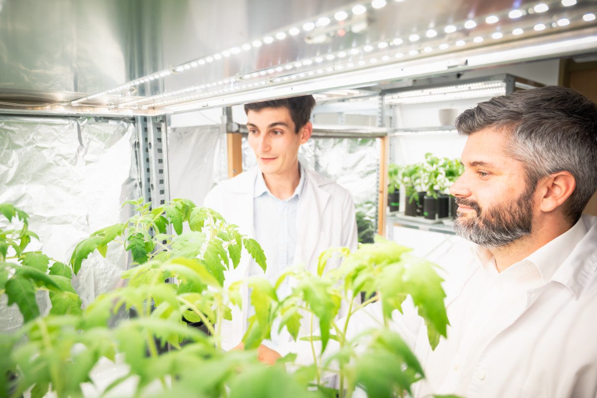 Véletlen felfedezést tettek az SZTE kutatói a növények védekezésével kapcsolatban. Fotó: SZTE/Kovács-Jerney Ádám