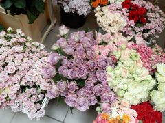 Szeged, Rózsahölgyek, Szőregi Rózsaünnep, fesztivál, rózsa, virág