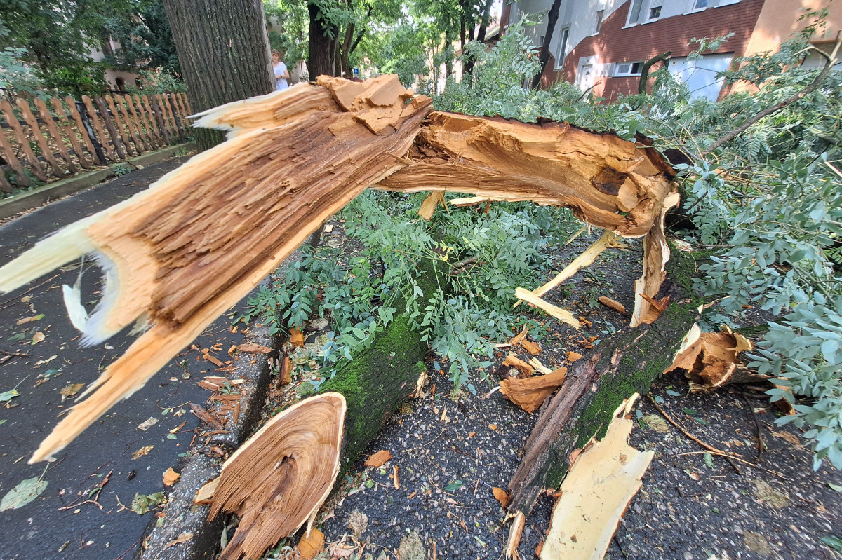 Szeged, vihar, károk, fák, kidőlt fák, természeti kár