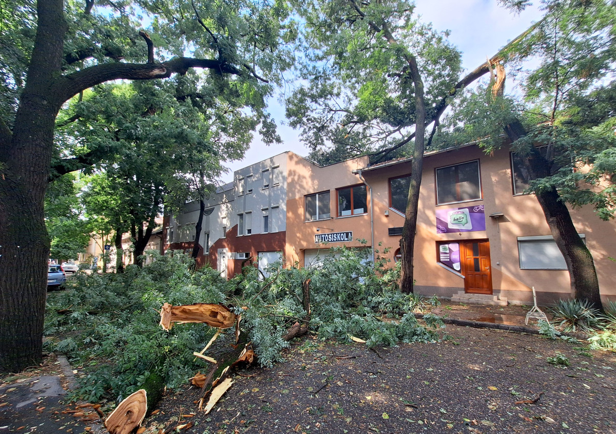 Szeged, vihar, károk, fák, kidőlt fák, természeti kár