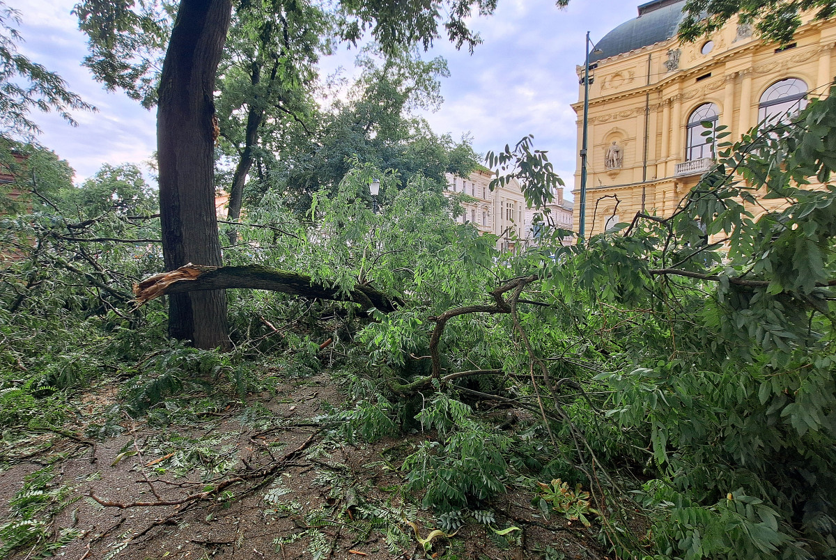 Szeged, vihar, károk, fák, kidőlt fák, természeti kár