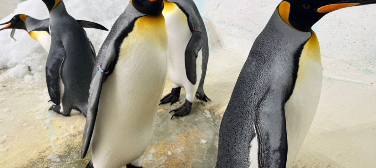 Már látható a Nyíregyházi Állatpark új királypingvin lakója