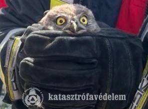 Baglyot mentettek az újfehértói tűzoltók Tégláson